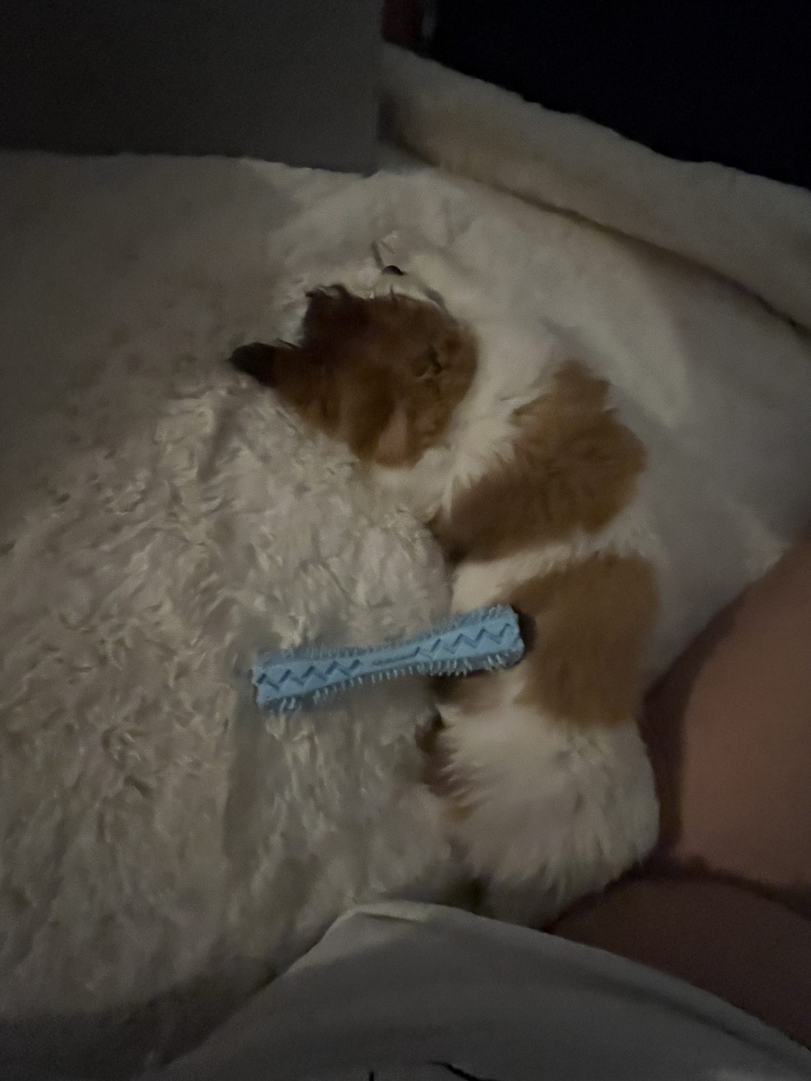 Milou, chiot roux et blanc, endormi en boule sur une couverture moelleuse, la patte posée sur son jouet — comme un dragon sur son trésor