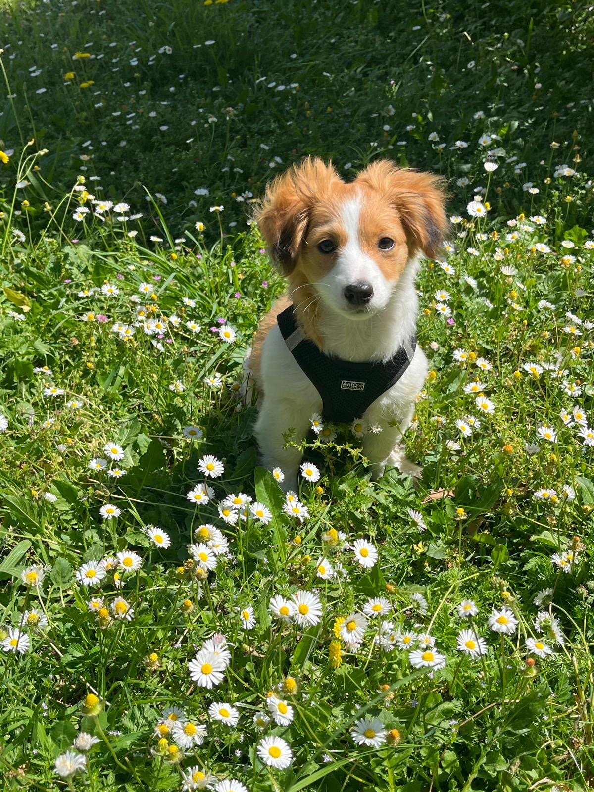 Milou, chiot roux et blanc, assis au milieu d'un tapis de pâquerettes en fleur, en plein soleil