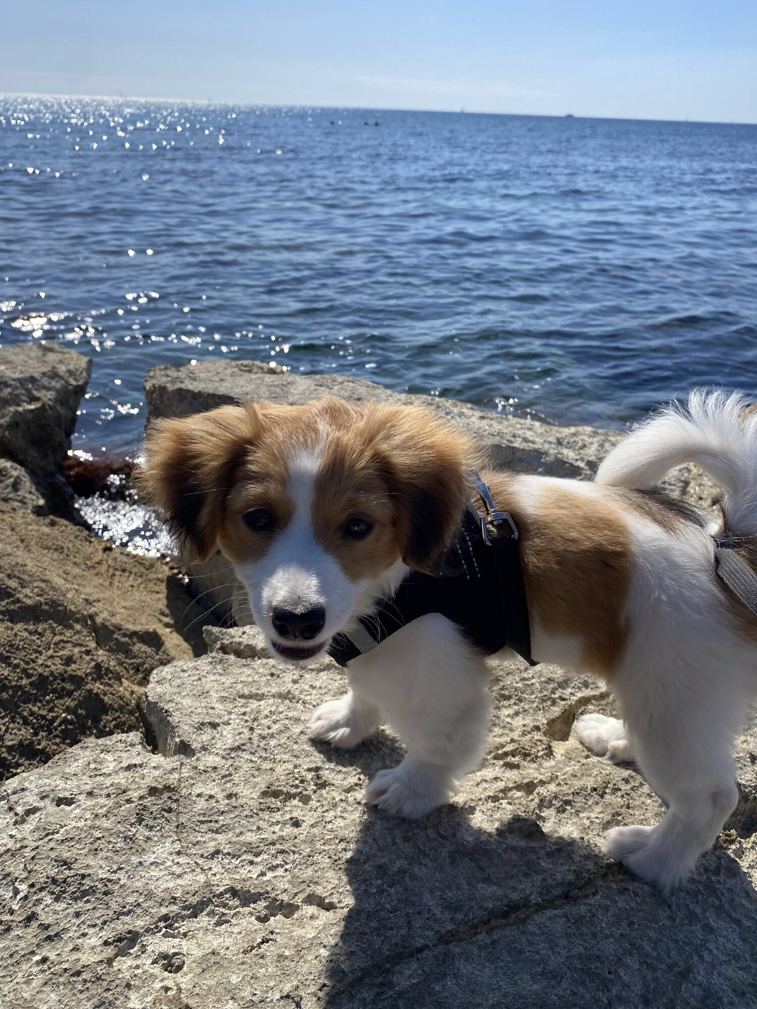 Milou, chiot roux et blanc, debout sur un rocher blanc en bord de mer, la langue sortie, la Méditerranée scintillante derrière lui