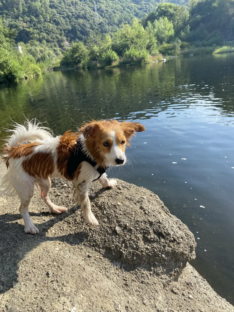 Milou debout sur un rocher, devant l'eau et les arbres.