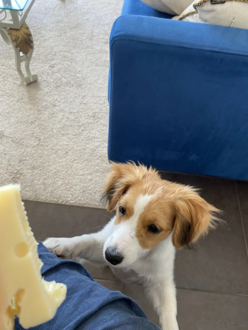 Milou regarde un morceau de fromage tenu au premier plan, sans le manger.